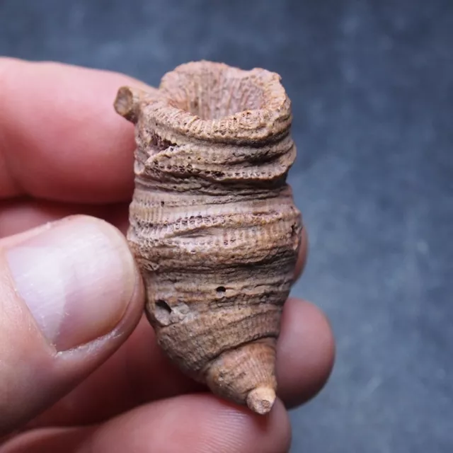 37gr. Fossils Horn rugose coral extinct solitary coral Devonian 49