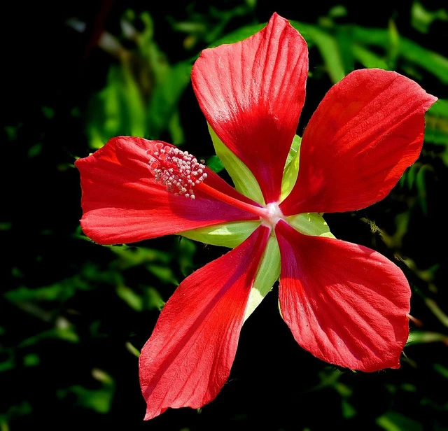 Tristellateia australasiae or Shower of Gold Climber | Plants in Dubai