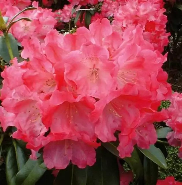 Hochstamm Rhododendron Morgenrot 80-100cm - Alpenrose