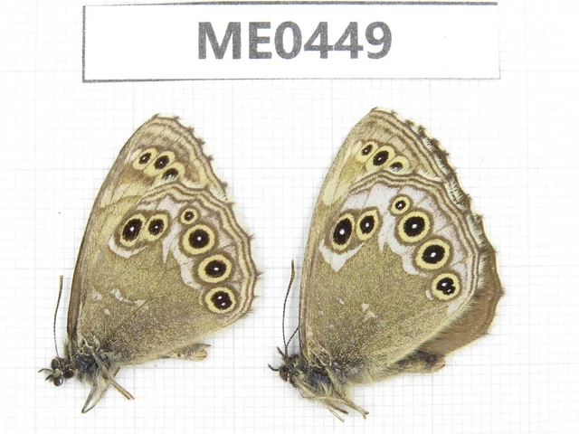 Butterfly. Lopinga sp. Gansu, Lanzhou, Mt.Xinglongshan. 2M. ME0449.