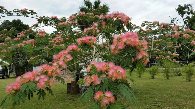 60 Seeds Albizia Julibrissin, Pink Mimosa, Persian Silk Tree Powder Puff Flowers
