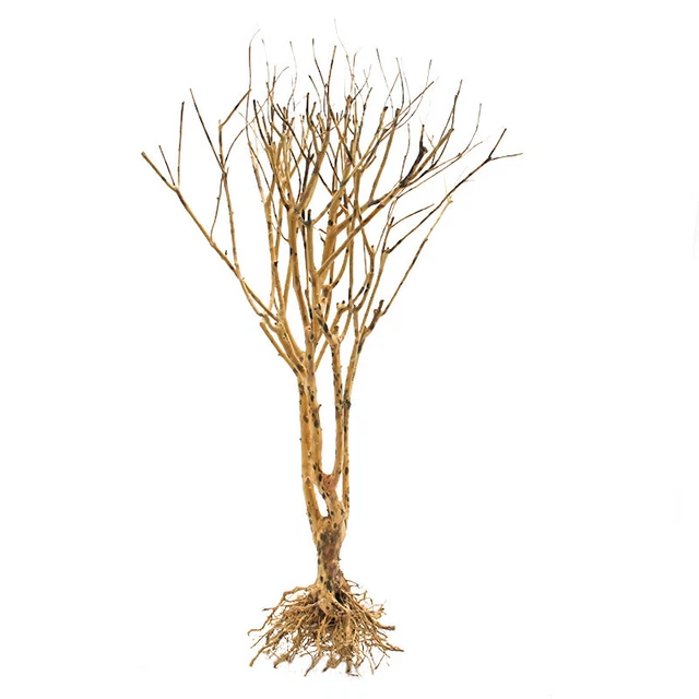 Driftwood Aquarium Moss Tree Fish Tank Freshwater Decor Landscape Bonsai Supply