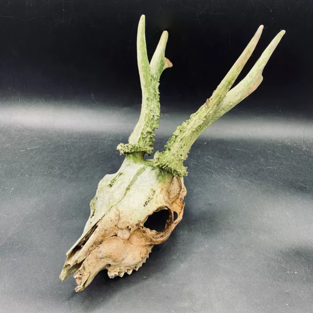 Deer Skull with Antlers Gothic Home Decor Garden Bleach Craft Display from Devon