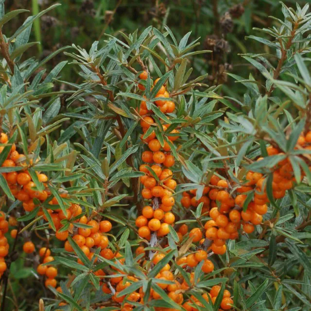 Hippophae rhamnoides 'Solo' - Argousier auto-fertile