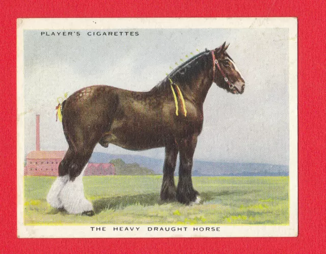 Horses  -  John Player & Sons - Scarce  Horse  Card  -  Heavy  Draught  -  1939