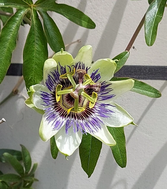 SAMEN BALKON TERRASSE Wintergarten exotische Zierpflanze selten