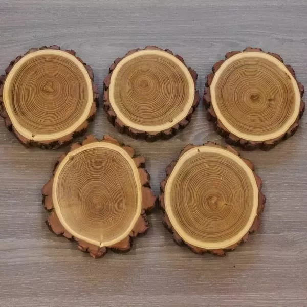 5 Pieza Acacia Jabalí Escudo de Trofeo Placa Brett Jabalí Baumscheibe Nueva
