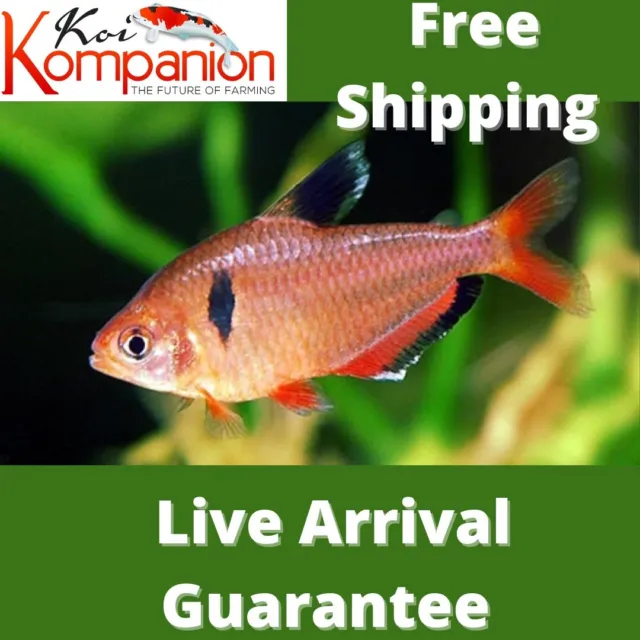 5/10/20X Assorted Serpae Tetras Beginner Aquarium Koi Kompanion Free Shipping