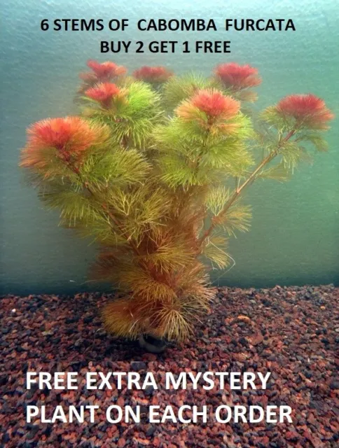 Red Cabomba Piauhyensis Furcata Fanwort Bunch Live Aquarium Plants BUY2GET1FREE