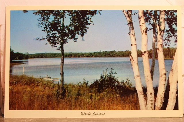 Scenic Lake White Birches Postcard Old Vintage Card View Standard Souvenir Post