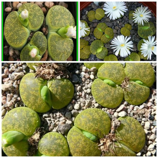 50 graines de Lithops lesliei  form albinica, pierres vivantes, F