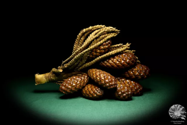 Raphia farinifera tropical centroáfrica palmera reciente frutos secos especie