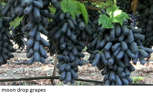 Rare moon drop grapes 3 fresh cuttings
