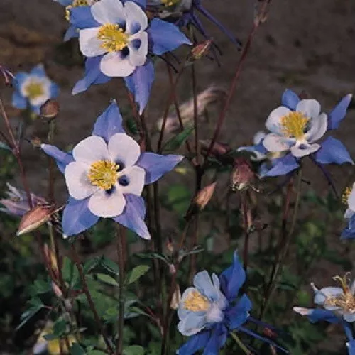 25+ Aquilegia Columbine Heavenly Blue And White  Flower Seeds  / Perennial