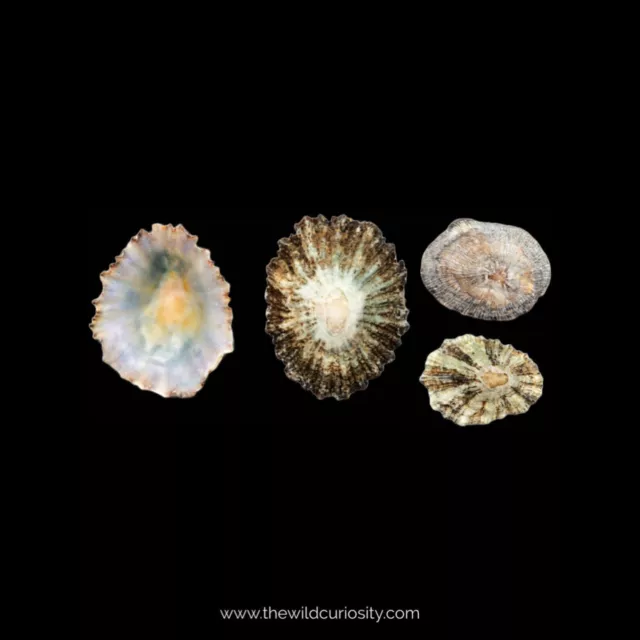 Small Limpet Shell Pack | Decorative Sea Shells | A Grade | Gastropod | Mollusc 2