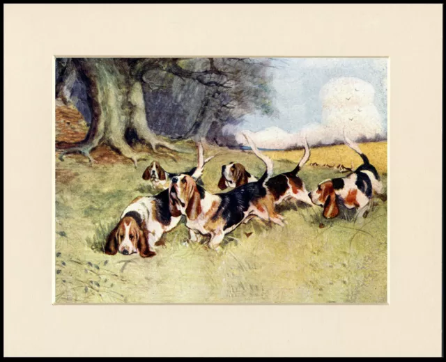 Basset Hound Pack Great Dog Print Mounted Ready To Frame