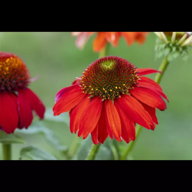 Echinacea purpurea 'Lakota™ Red' - Garten-Scheinsonnenhut 'LaKota® Red' - 11cm…