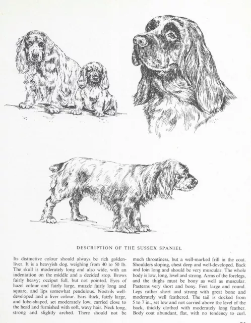 Sussex Spaniel Sketch - CUSTOM MATTED - 1963 Vintage Dog Art Print