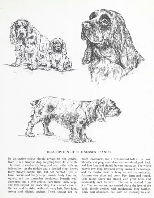 Sussex Spaniel Sketch - CUSTOM MATTED - 1963 Vintage Dog Art Print Sussex Spaniel Sketch - CUSTOM MATTED - 1963 Vintage Dog Art Print