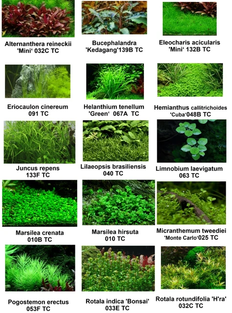 1.2 Grow Invitro Wasserpflanzen von Tropica Freie Auswahl per Mail 1 Stück