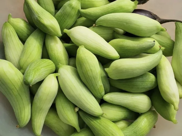 Achocha Caigua. Pointed Gourd.  Chinese Potol Fotol Seeds. Grown In UK. 10 Seeds