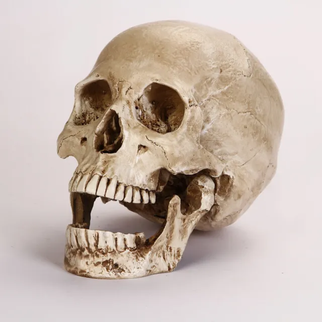 Resin Replica 1:1 Life Human Anatomy Skull Collectable Bar Decoration Teaching
