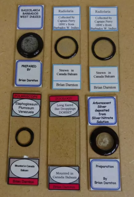 Six Vintage Microscope Slides by Brian Darnton