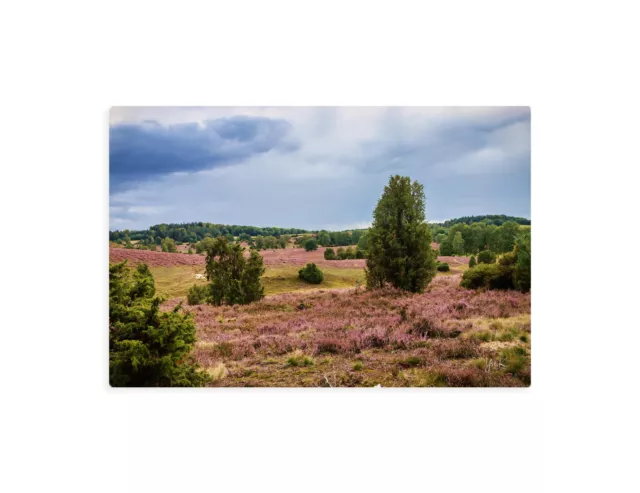 Leinwandbild Wandbild Landschaft Lüneburger Heide Heideblüte Bäume 20 x 30 cm