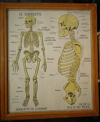Ancienne Carte Scolaire édition Rossignol 2013 Anatomie Squelette les Muscles 