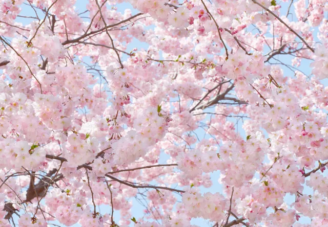 Papel pintado FLOR DE CEREZO 144x100" extraíble pared rosa flor japonesa primavera hágalo usted mismo