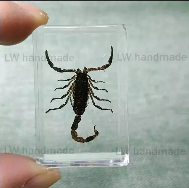 Real Scorpion Specimen Wrapped In Resin