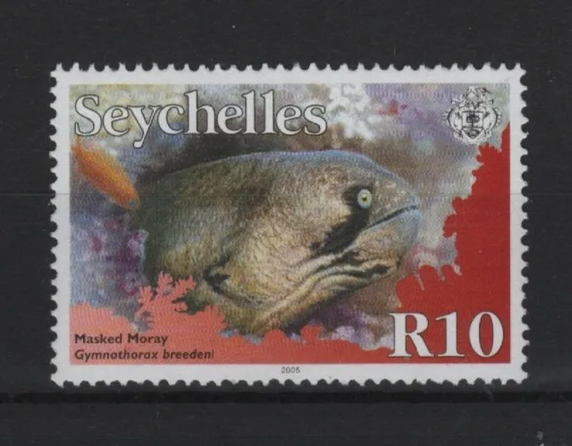 Seychelles Fish 2005 10 R blackcheek moray eel masked moray Gymnothorax breedeni