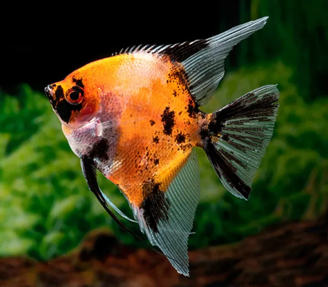 Red Devil Angelfish | Pterophyllum Scalare | South American Cichlid