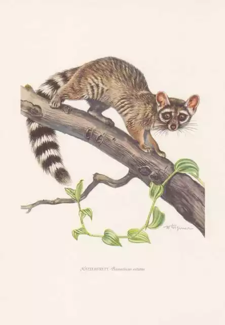 Nordamerikanische Katzenfrett Bassariscus astutus Farbdruck von 1959 Zoologie