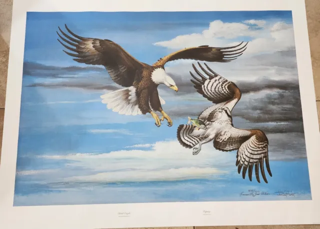 Ray Harm Print - Bald Eagle- Osprey- II Louisville Zoo Exclusive