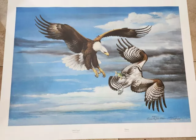 Ray Harm Print - Bald Eagle- Osprey- II Louisville Zoo Exclusive Ray Harm Print - Bald Eagle- Osprey- II Louisville Zoo Exclusive