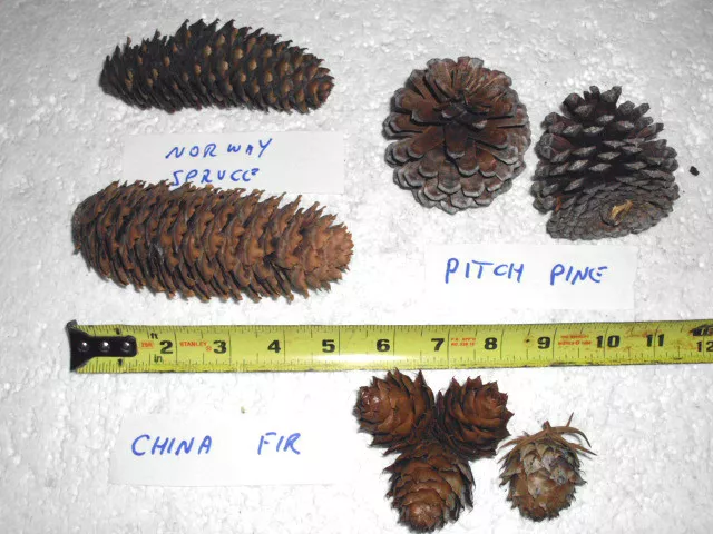 10 Species Of Evergreen Cones For Botanical Study / Collections 3