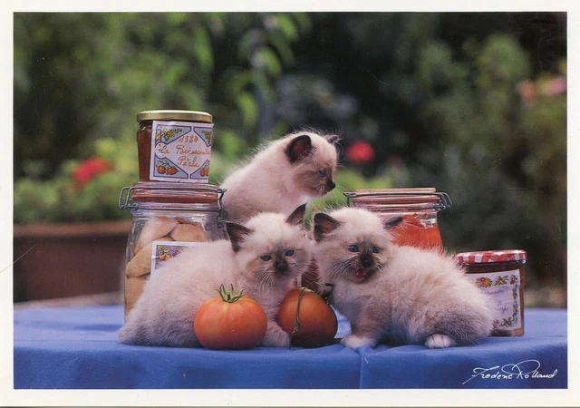 Cpsm / Carte Postale / Chat / Cat / Photo Frederic Rolland