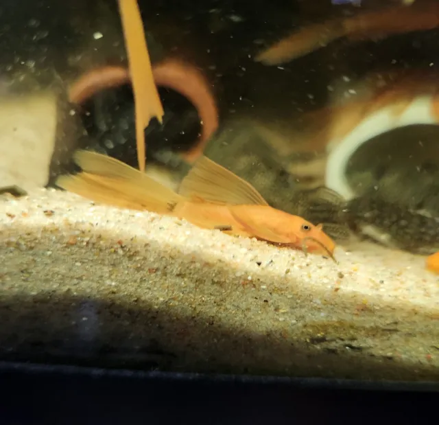 LONG FIN SUPER RED Bristlenose Pleco - 1.5" pack of 5 2