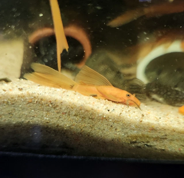 LONG FIN SUPER RED Bristlenose Pleco - 1.5" pack of 5 2