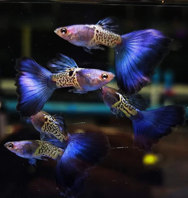 Live Blue Metal Guppy Pair (1male-1female) High Quality Live Blue Metal Guppy Pair (1male-1female) High Quality