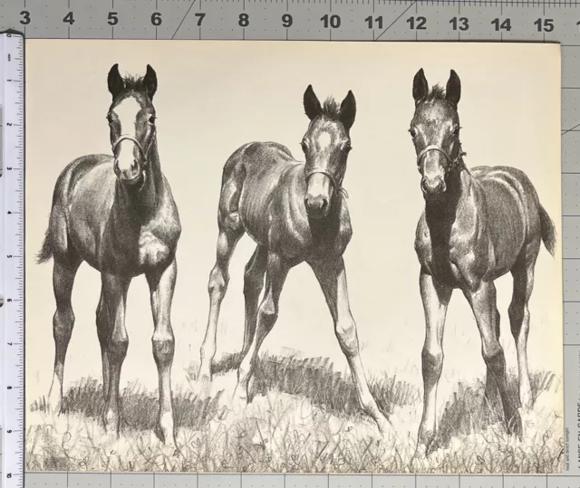 Weanlings By C W Anderson Vintage Race Horse Print From The Smashers See Photos