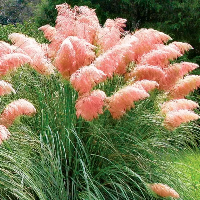Rare Pink Pampas Grass Ornamental Grass seeds, Hardy Perennial Flower Seeds wed