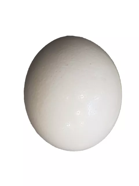 Ostrich Egg