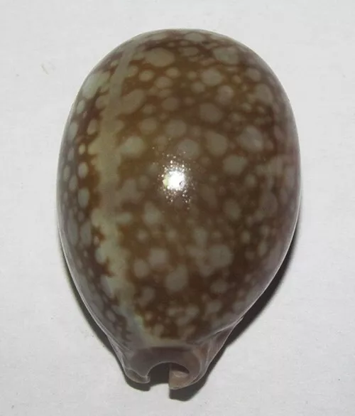 46 mm GREAT Cypraea Nivosa Cowrie Seashell Racha Island Phuket Thailand #A2