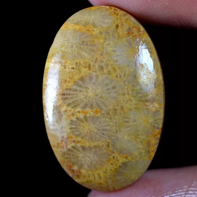 25.60 Cts 100% Natural Fossil Coral Fossilized Cabochon 18 x 28 mm Gemstone GT06