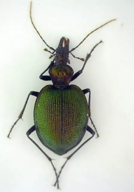 Carabidae, Scaphinotus (Irichroa) viduus RARE golden-green form USA