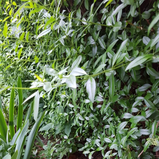 100 Liguster Stecklinge,Immergrüne Hecke ,winterharte Gartenpflanze