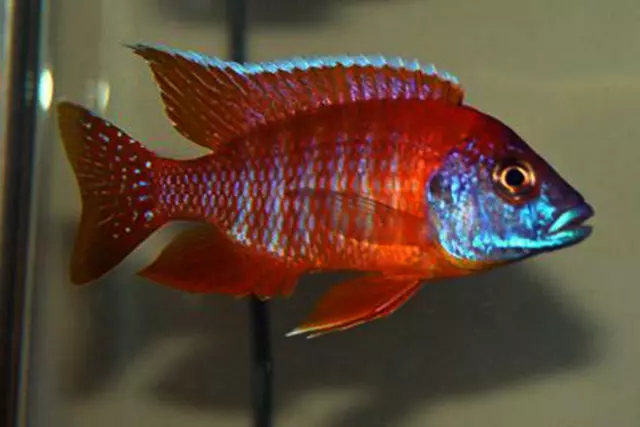 Live Red Peacock cichlid Alonocara jacobfreibergi for fish tank aquarium
