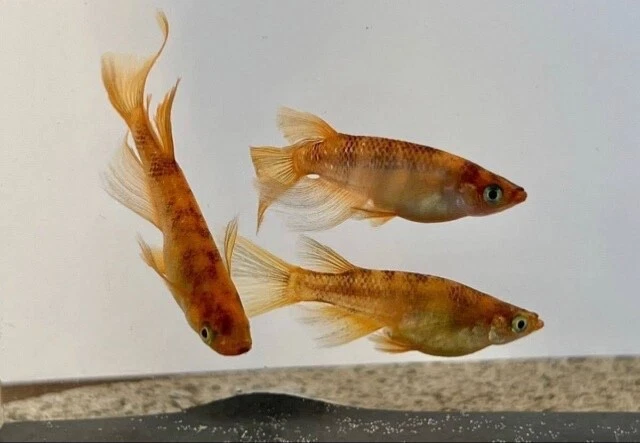 ricefish 30 eggs medaka japan fish aquarium killifish rice fish 【red tiger】
